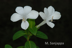 Barleria grandiflora